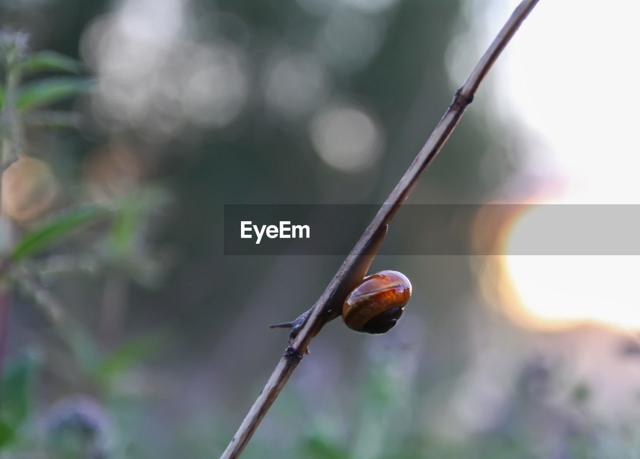 branch, animal wildlife, nature, animal, animal themes, plant, leaf, tree, close-up, focus on foreground, one animal, flower, no people, day, insect, macro photography, plant stem, wildlife, outdoors, twig, beauty in nature, environment, selective focus, forest