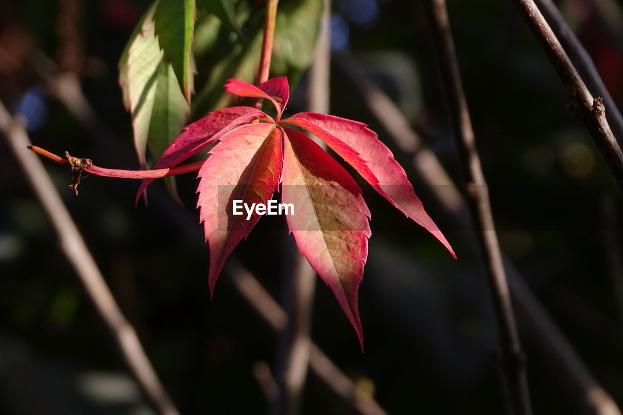 Close-up of red maple leaves