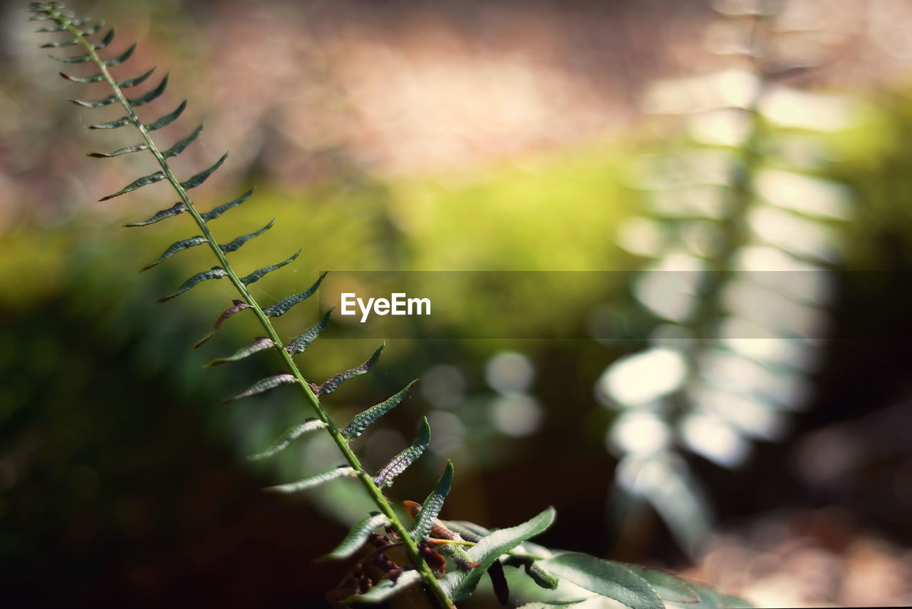 CLOSE-UP OF PLANTS