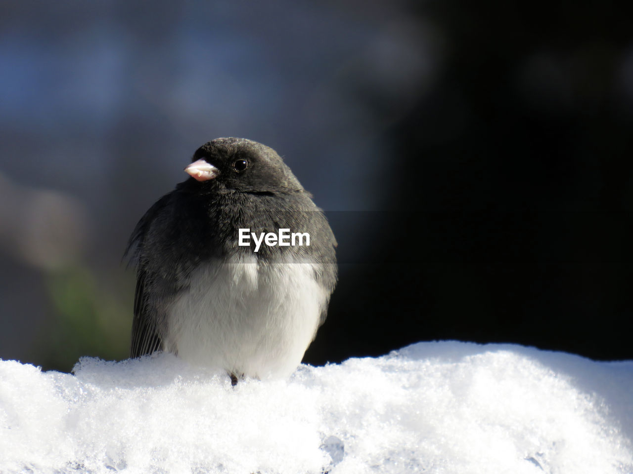 CLOSE-UP OF BIRD PERCHING ON SNOW COVERED DURING WINTER