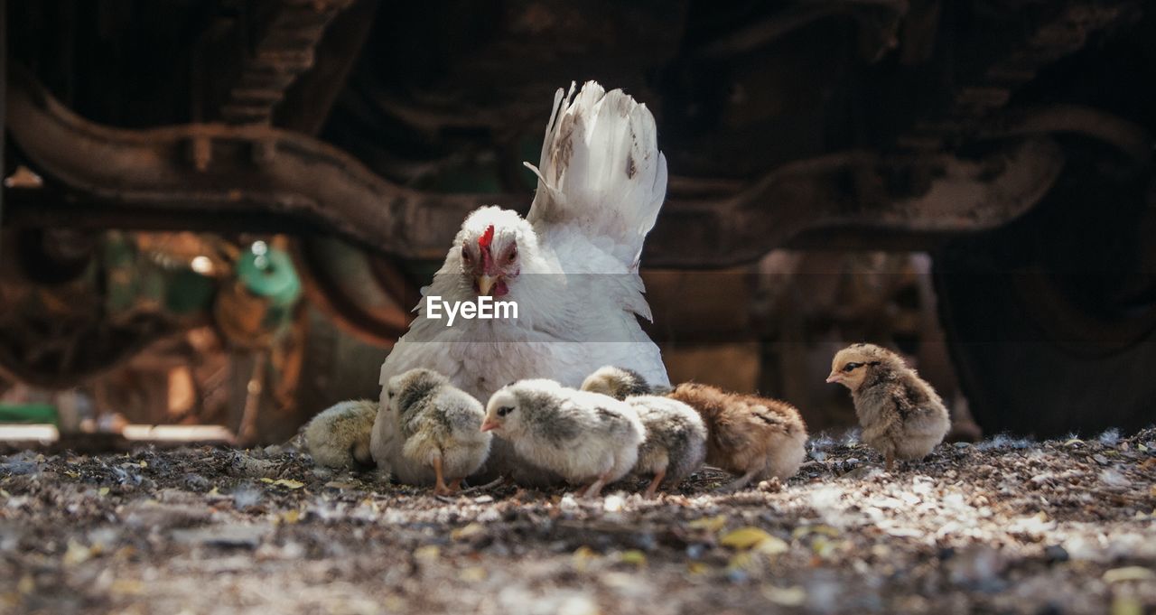 Surface level of hen with young ones