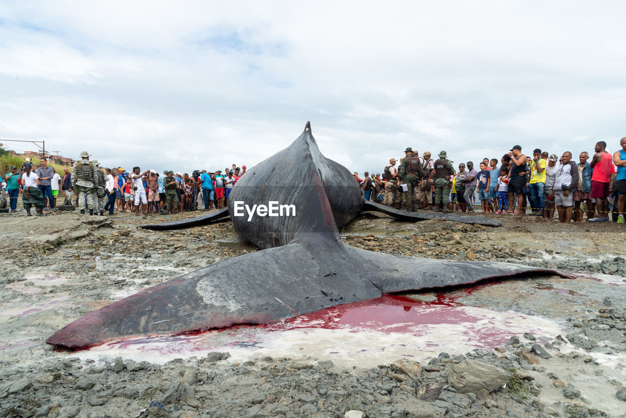 Dozens of onlookers are seen watching a dead humpback whale calf on coutos beach