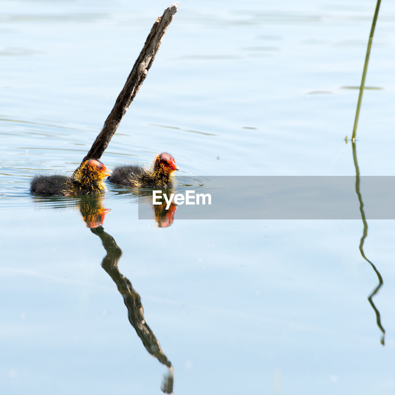 Young coots swimming in lake