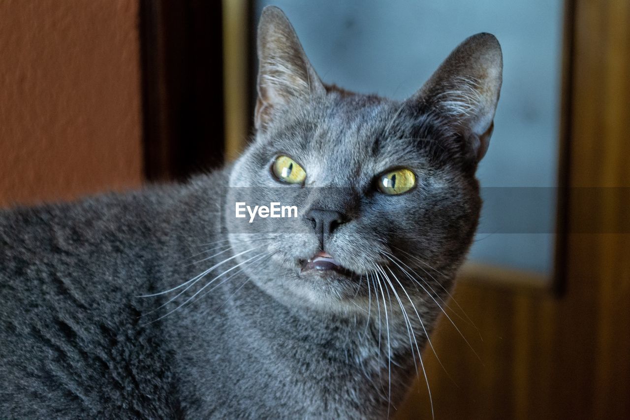 Close-up portrait of cat at home