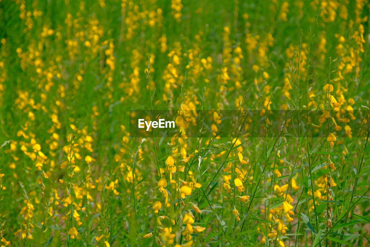 CLOSE-UP OF YELLOW FLOWERING PLANTS ON LAND