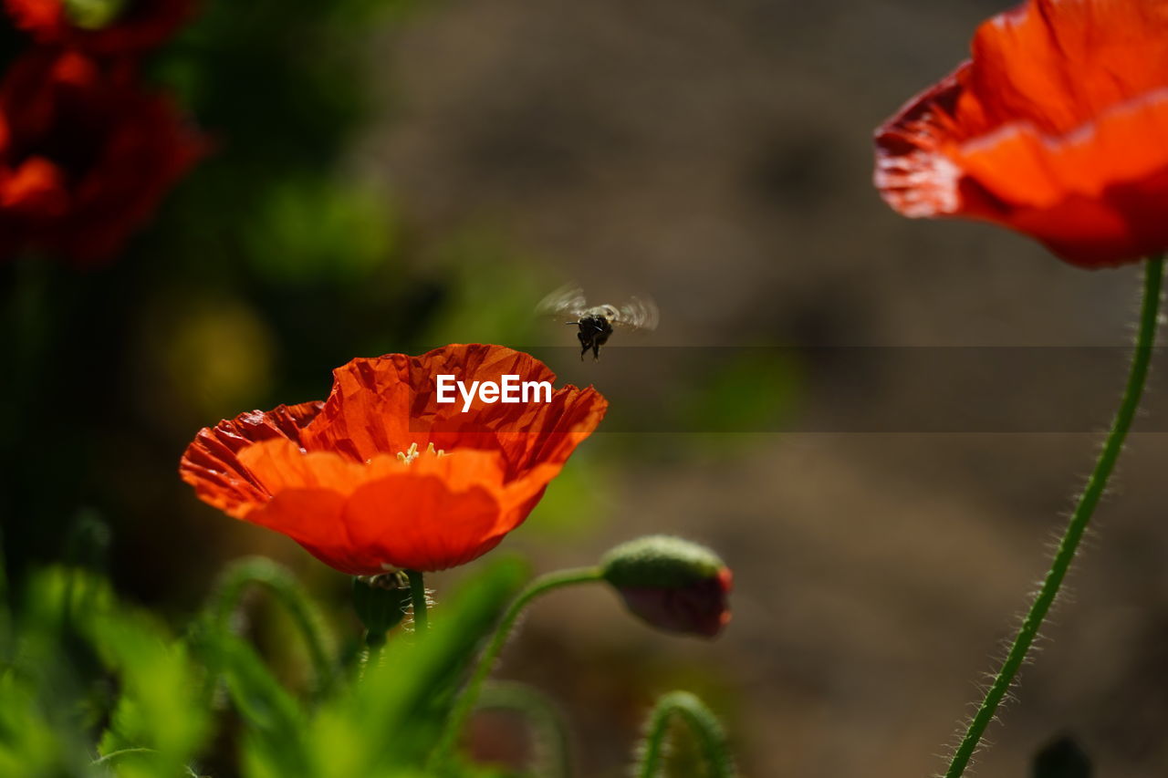 Close-up of insect on flower