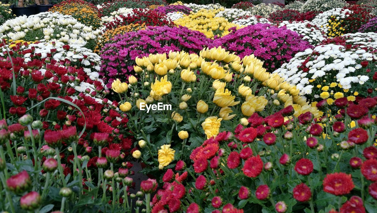 Close-up of multi colored flowers blooming outdoors