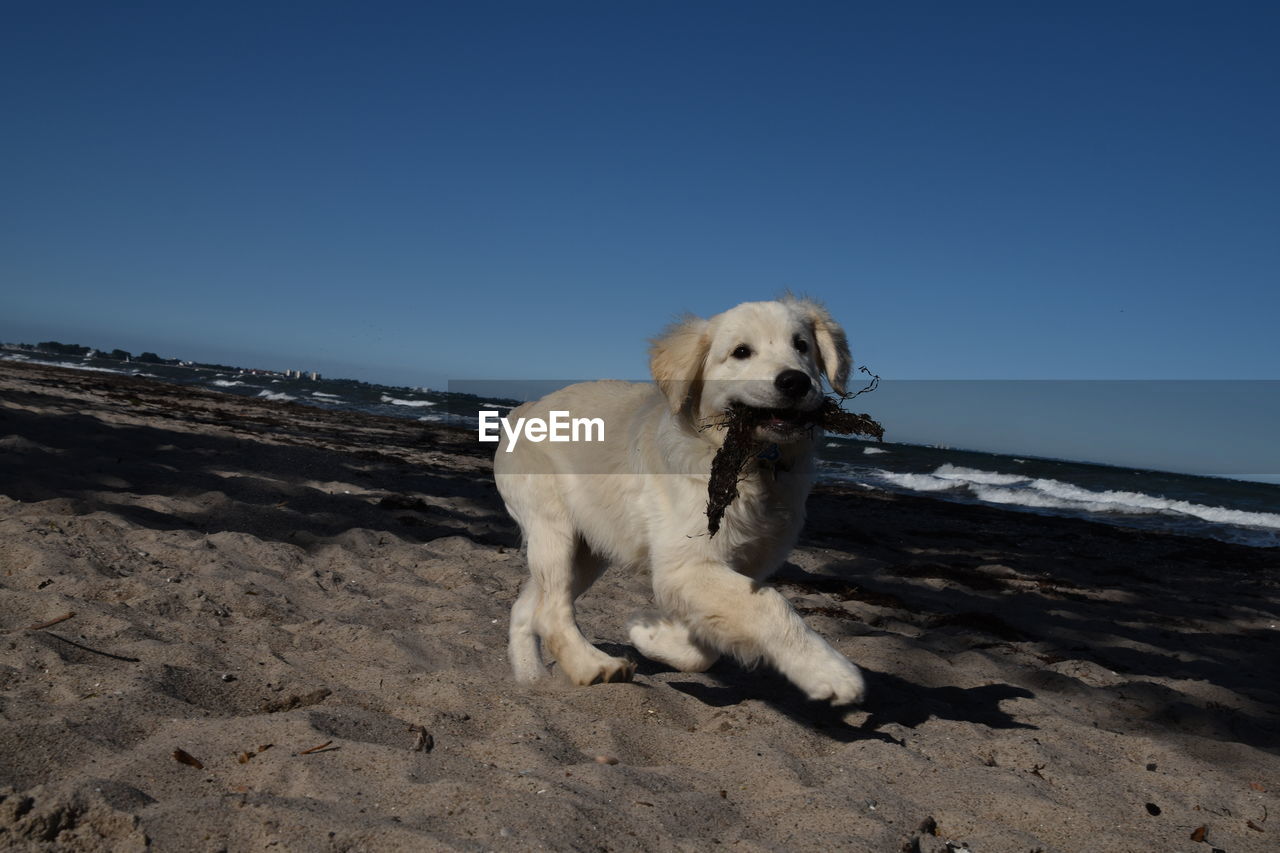 DOGS ON BEACH AGAINST CLEAR SKY