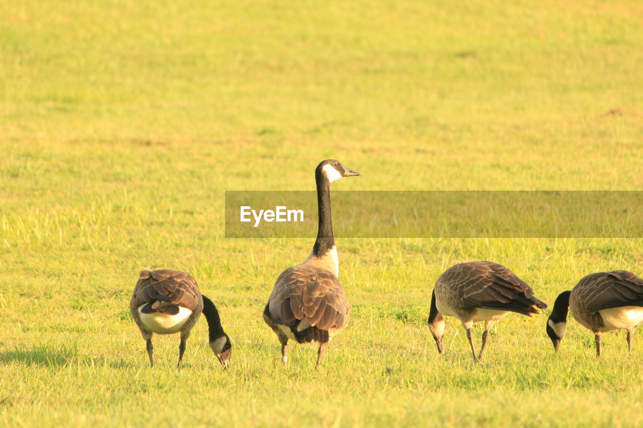 Canadian geese walking on grassy field