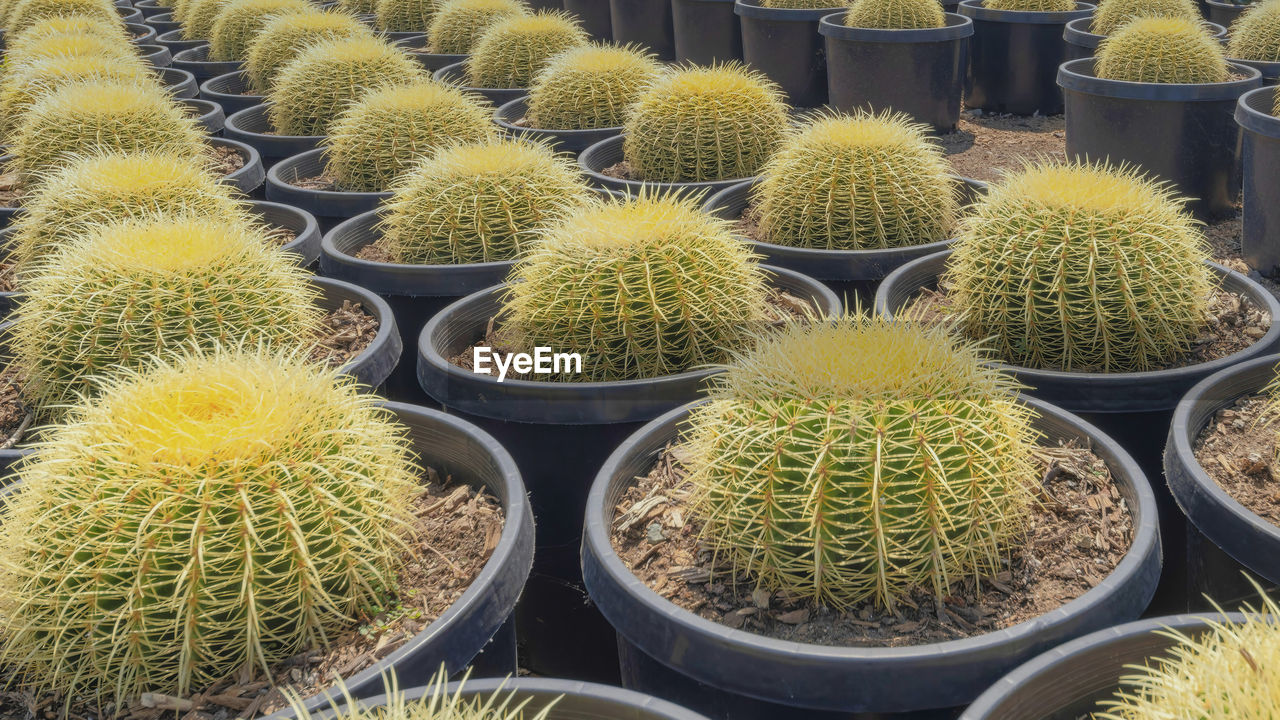 plant, cactus, succulent plant, growth, thorn, barrel cactus, no people, spiked, large group of objects, nature, flower, abundance, green, day, beauty in nature, in a row, market, outdoors, sharp, retail, business, small business, full frame, potted plant, high angle view, for sale, backgrounds, houseplant, variation, thorns, spines, and prickles, botany, arrangement, side by side, food and drink, freshness