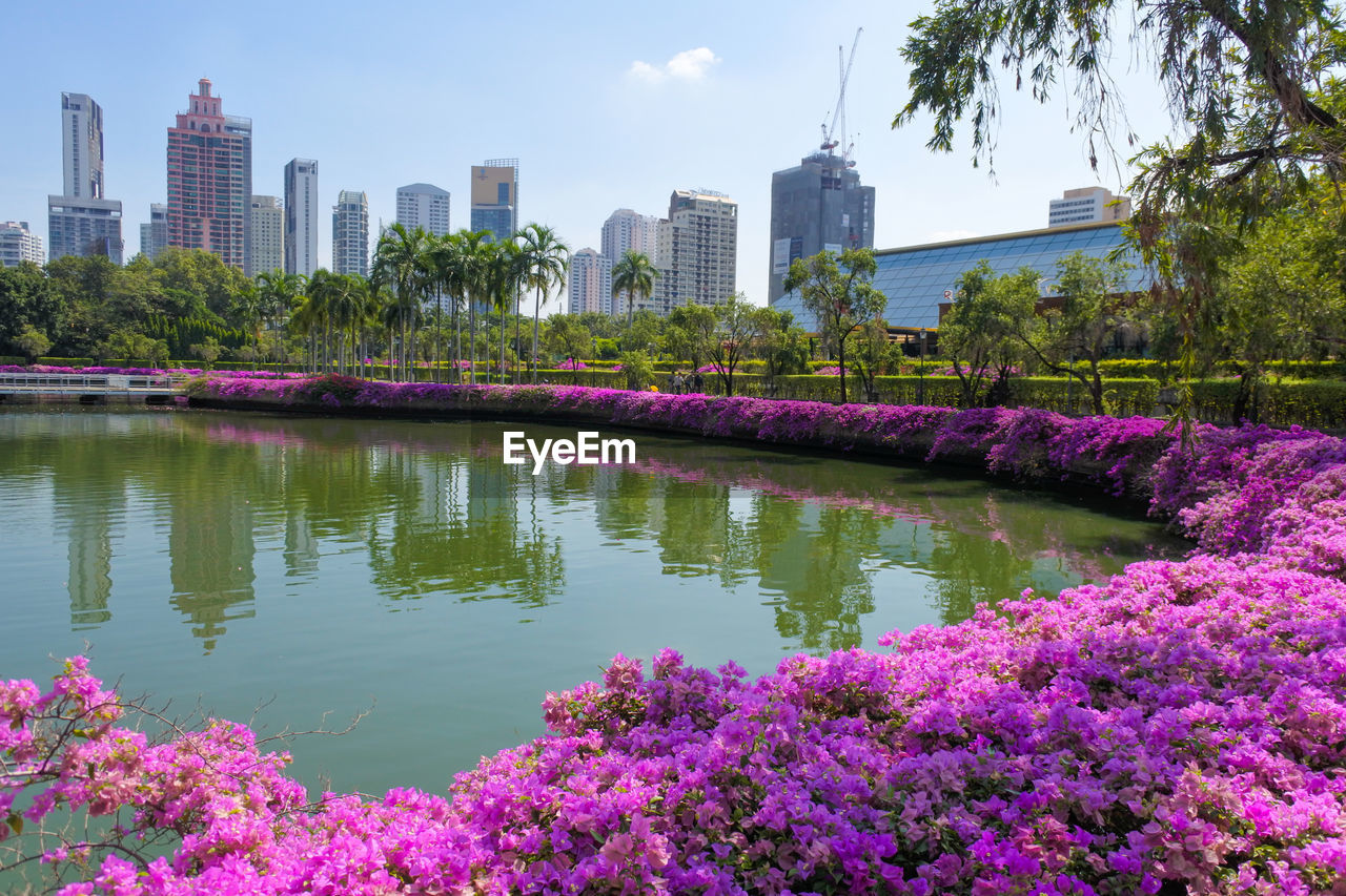 Purple flowering plants by buildings against sky