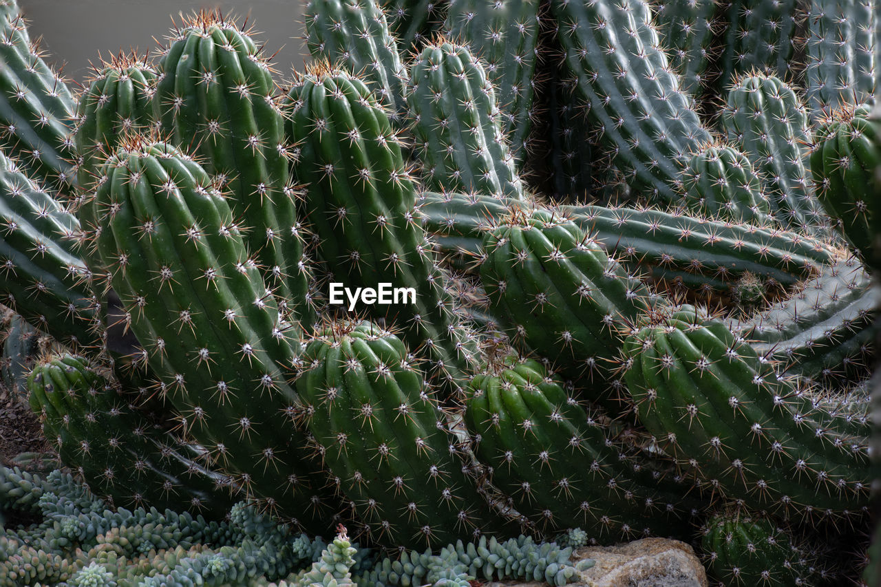 Full frame shot of succulent plants