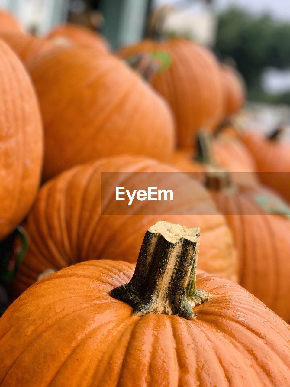 Close-up of pumpkin for sale at market