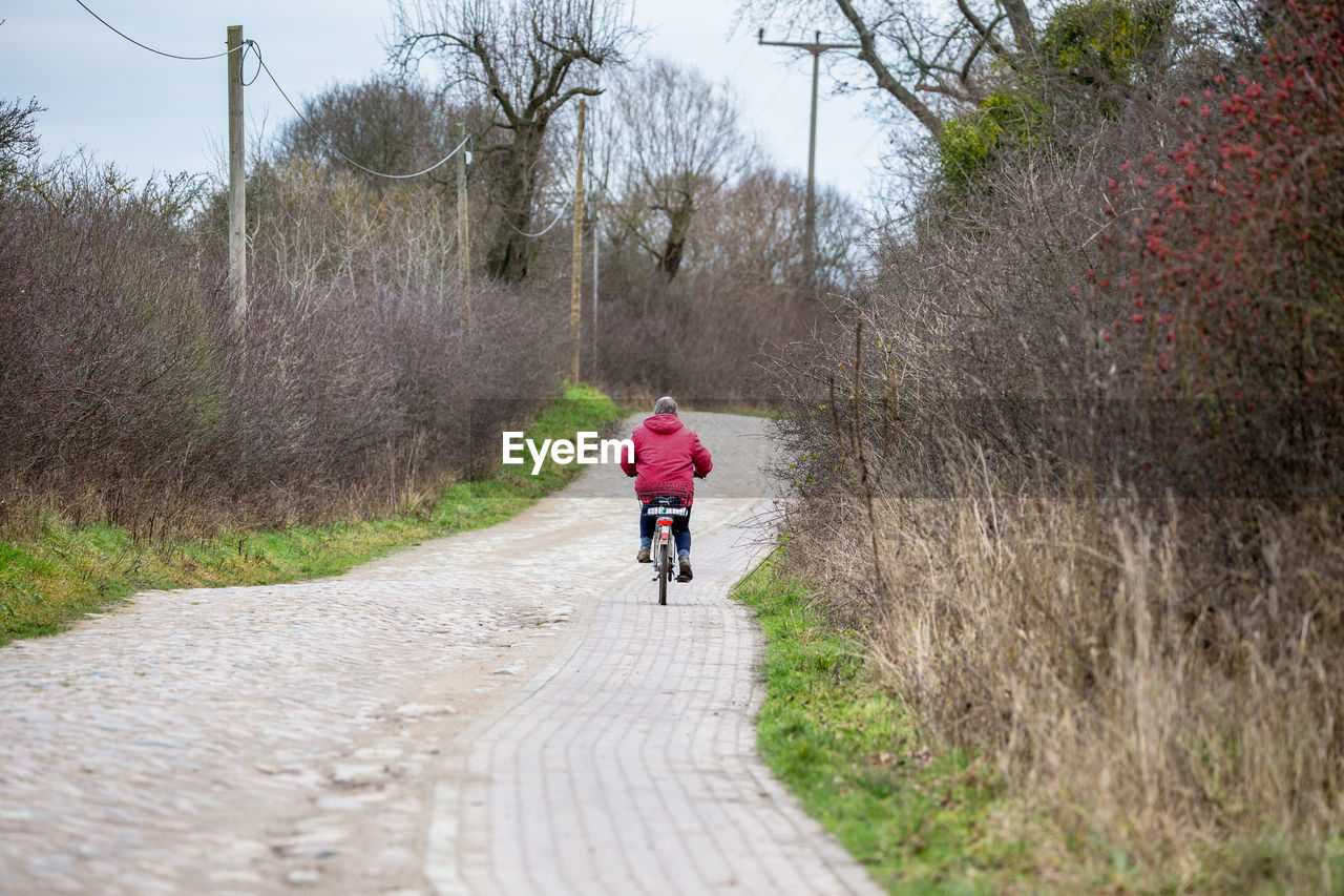 Rear view of person riding bicycle on footpath amidst bare trees during winter