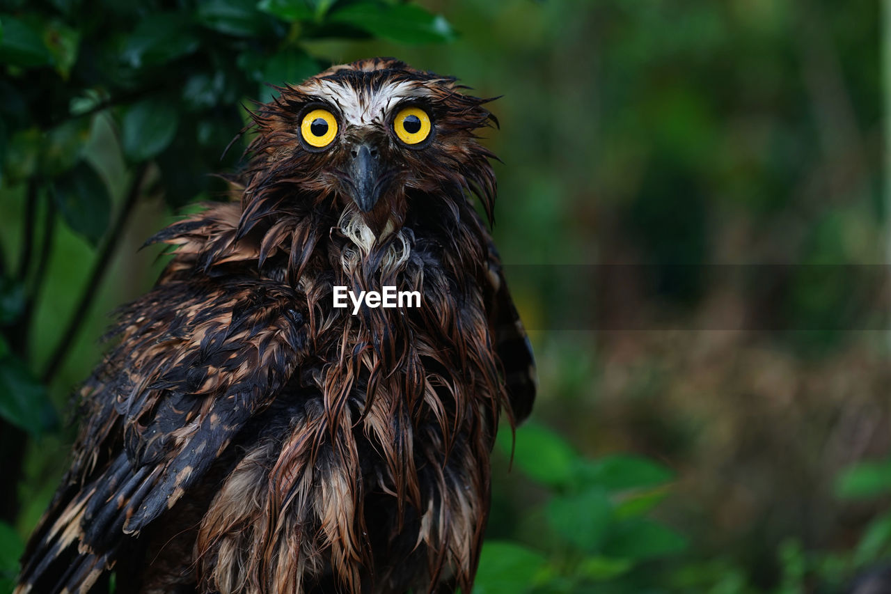 Close-up portrait of owl