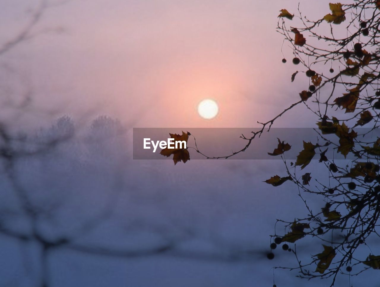 Sun at dusk over tree branch