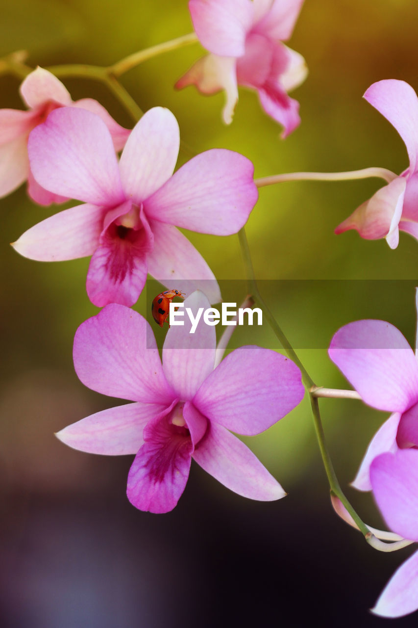 Close-up of pink flowering plant