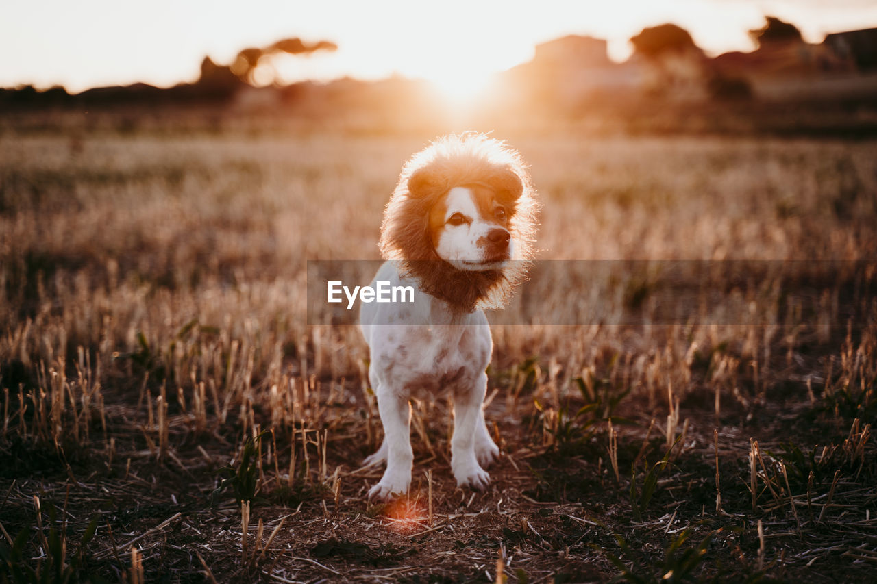 PORTRAIT OF DOG ON FIELD