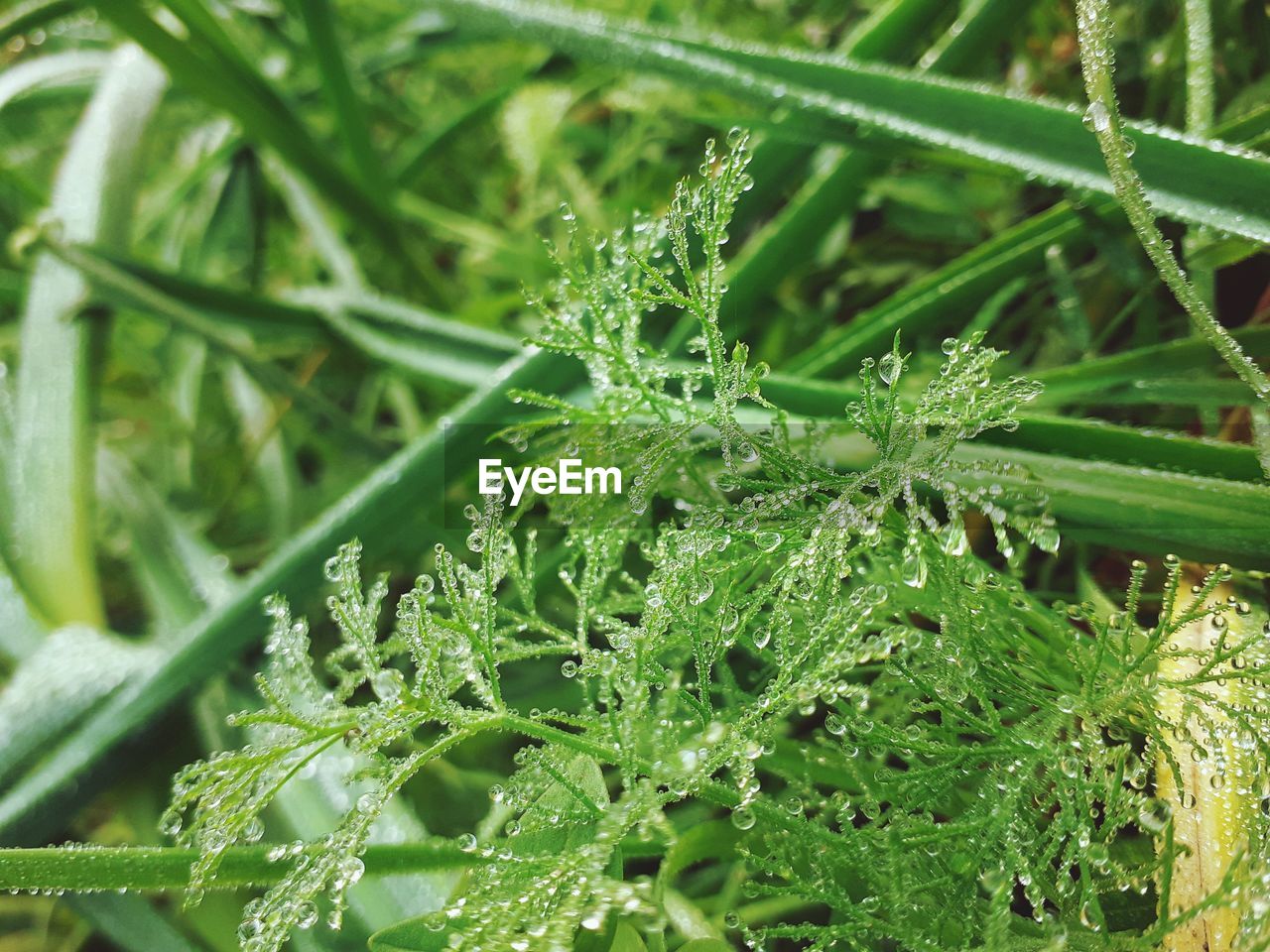 CLOSE-UP OF WATER DROPS ON GRASS