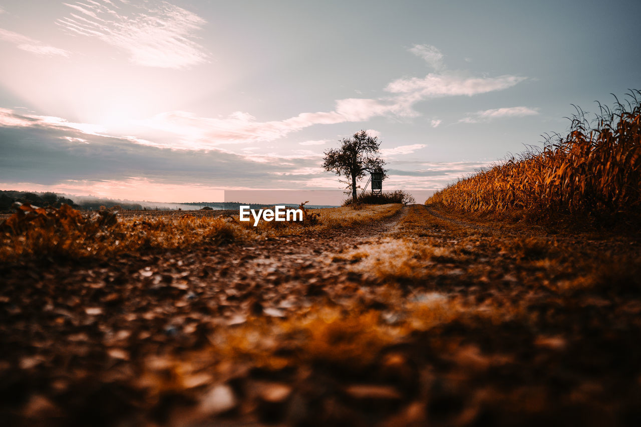 Trees on field against sky during sunset