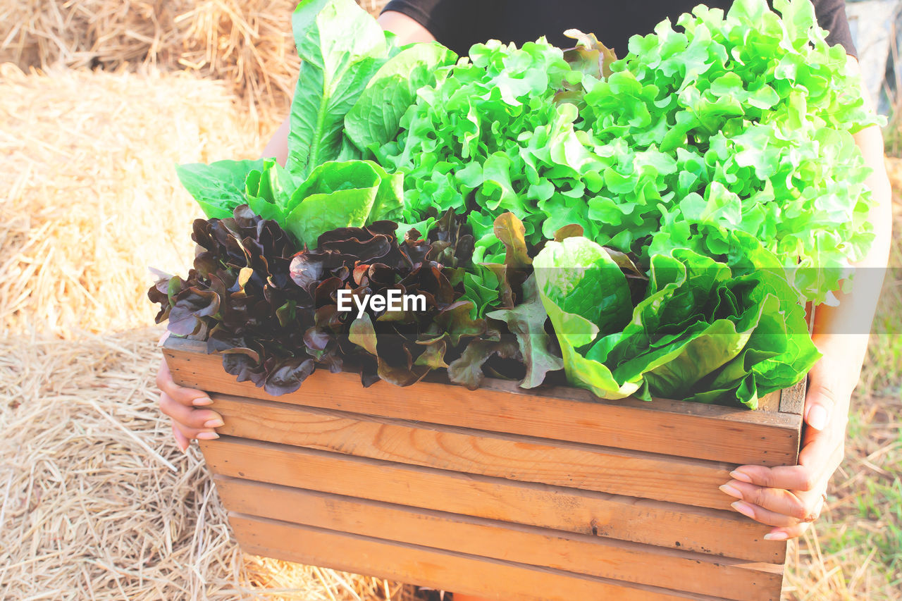 Cropped hands of woman holding various leaf vegetables in crate at farm