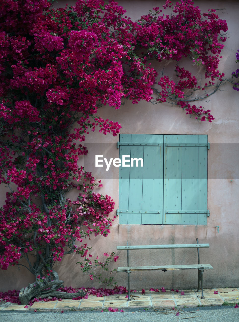 PINK FLOWERING TREE BY HOUSE WINDOW