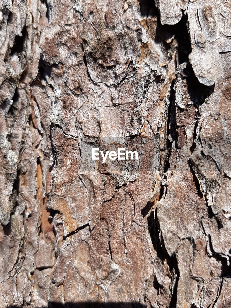 FULL FRAME SHOT OF WOOD ON GROUND