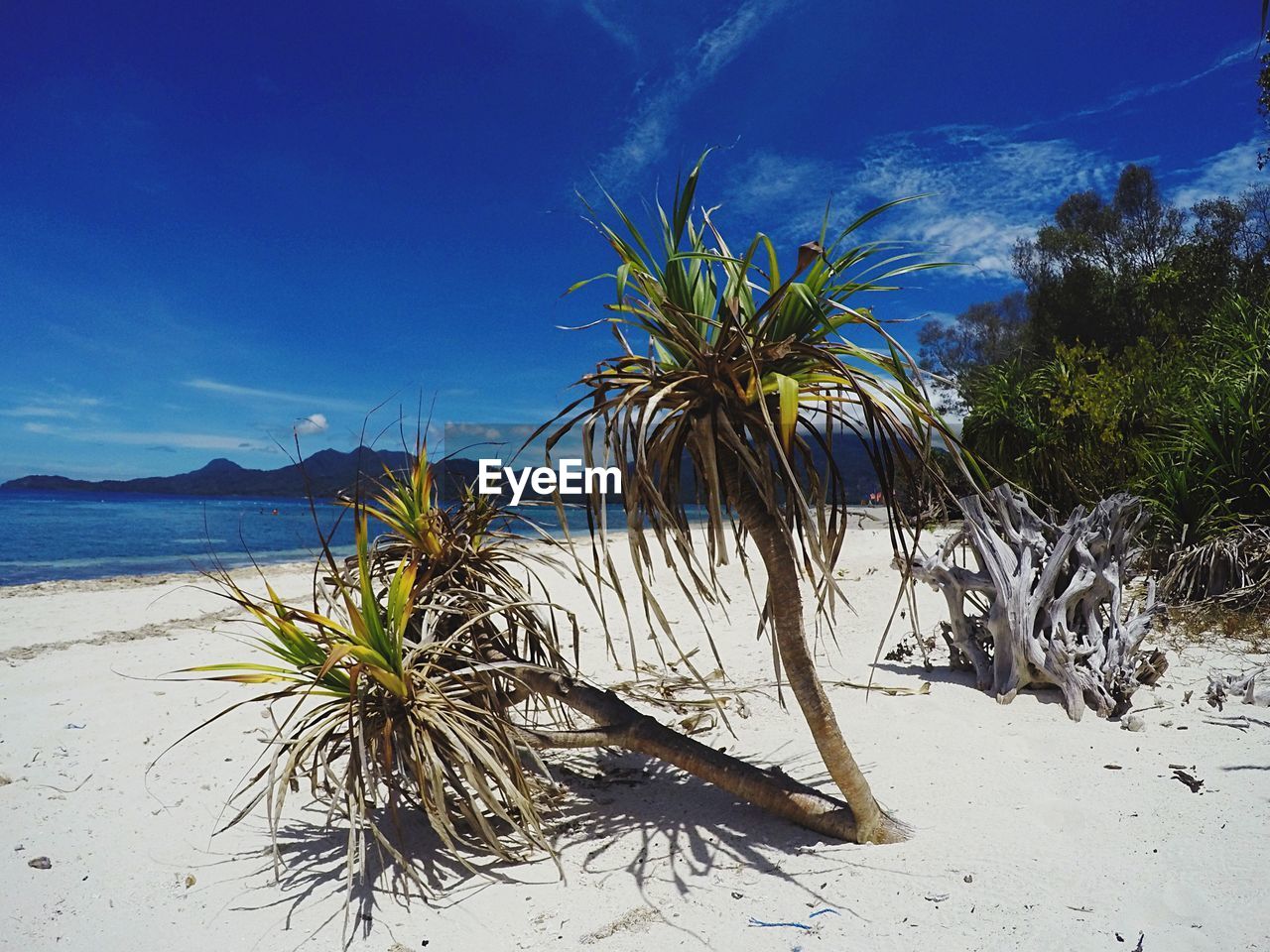 Trees growing at beach against sky