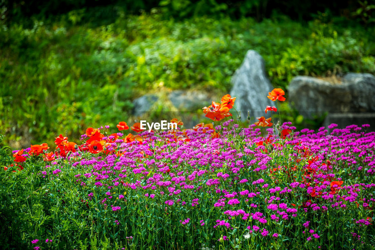 CLOSE-UP OF PINK FLOWERS IN PARK