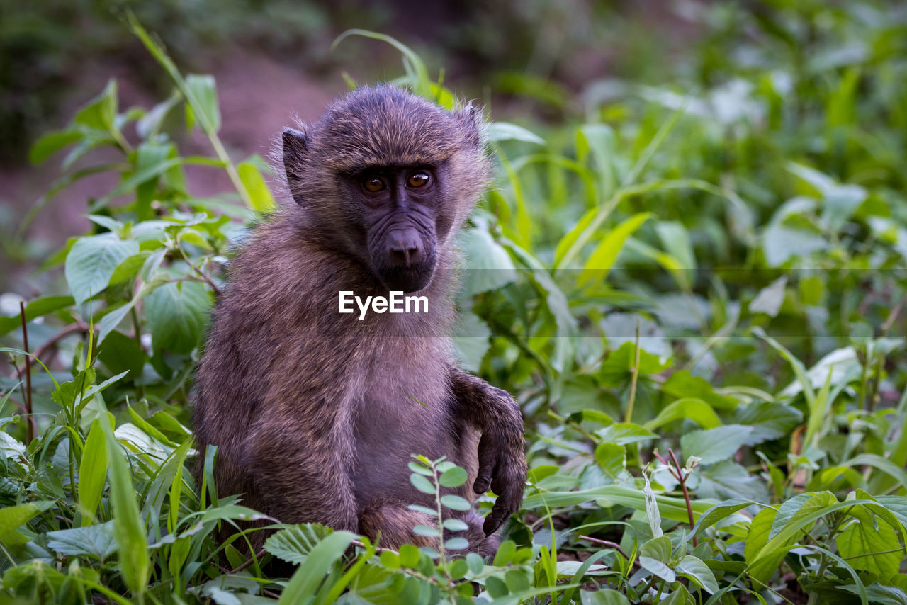 Baby olive baboon sitting amongst leafy plants