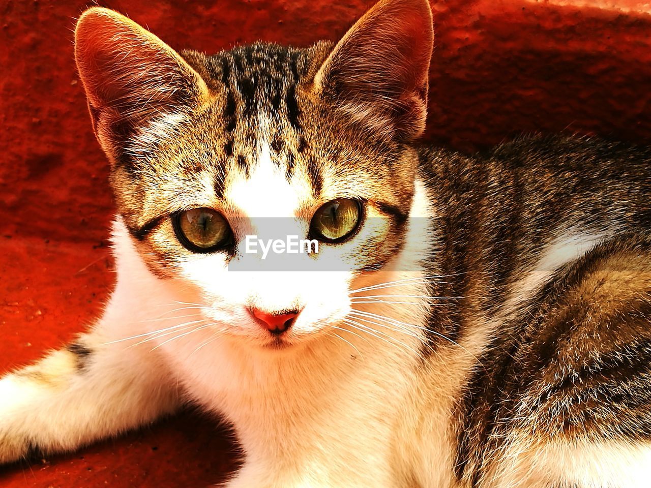 CLOSE-UP PORTRAIT OF TABBY CAT WITH ORANGE EYES