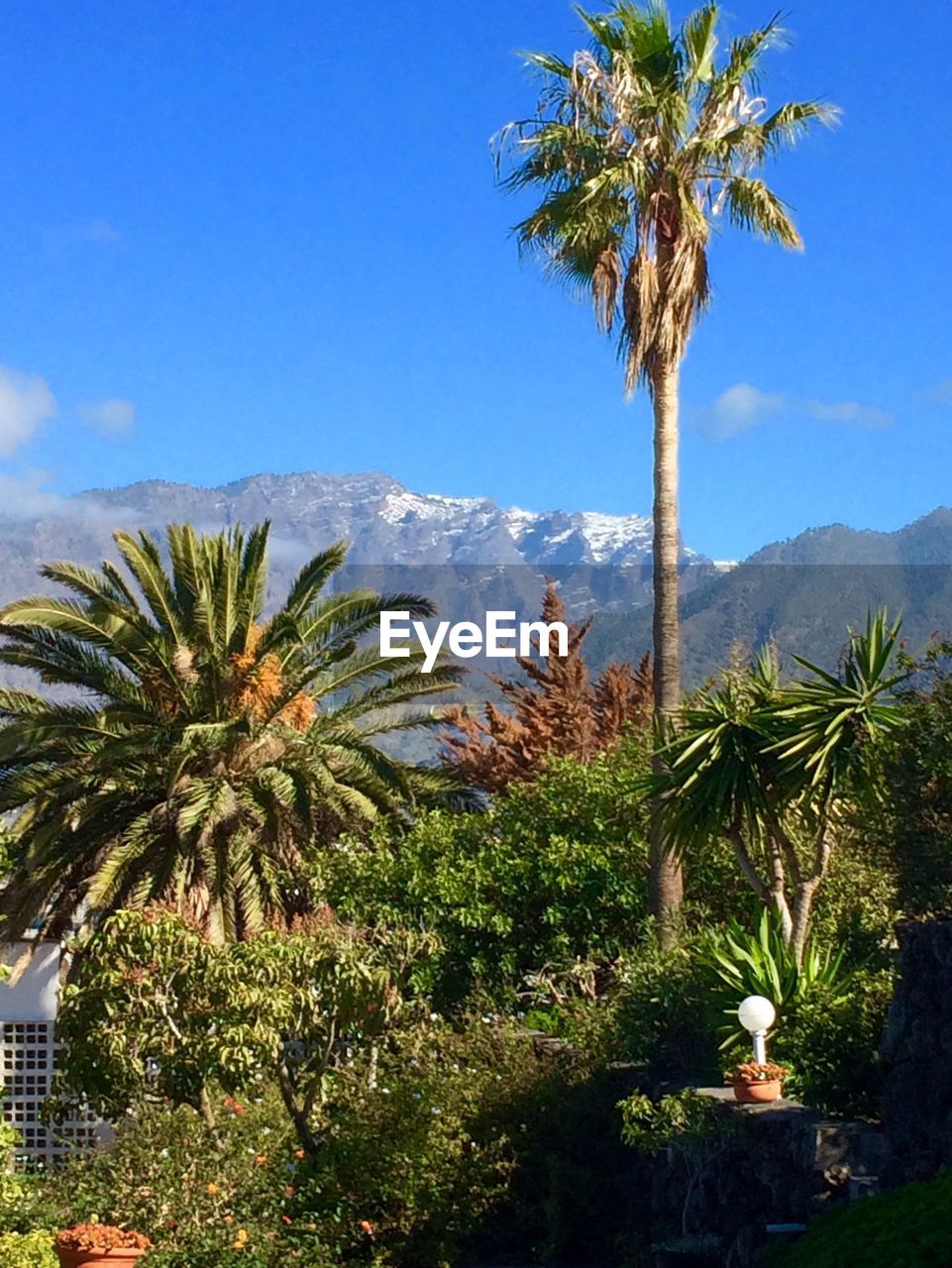 Low angle view of palm trees against blue sky