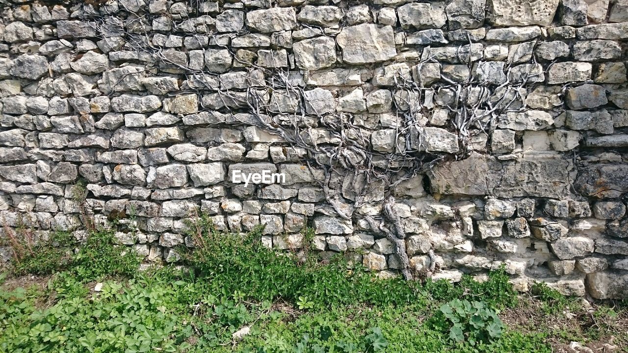 Dry vine on stone wall by green plants