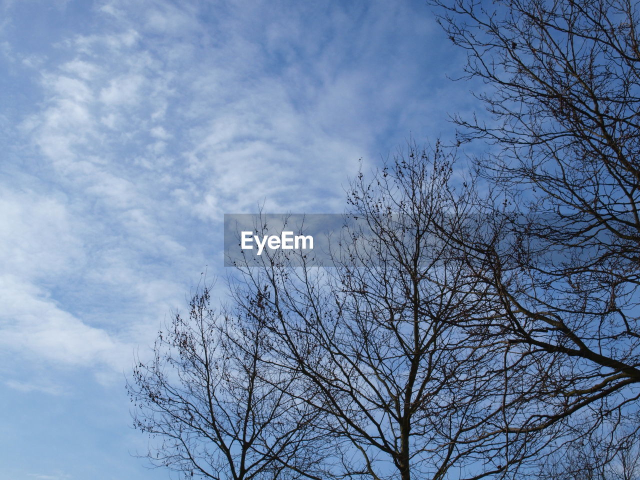 LOW ANGLE VIEW OF BARE TREES AGAINST SKY