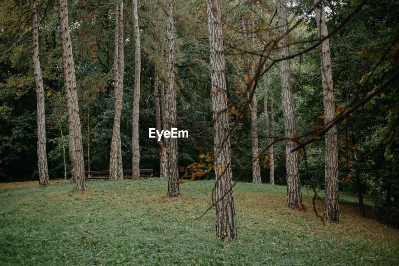 View of a forest during autumn