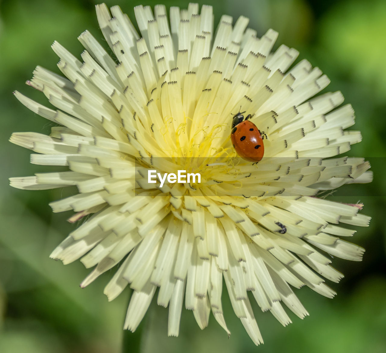 Flower and insect in macro Macro Insect Ladybug Flower Macrophotography Bees Butterfly Butterfly - Insect Macro Photography