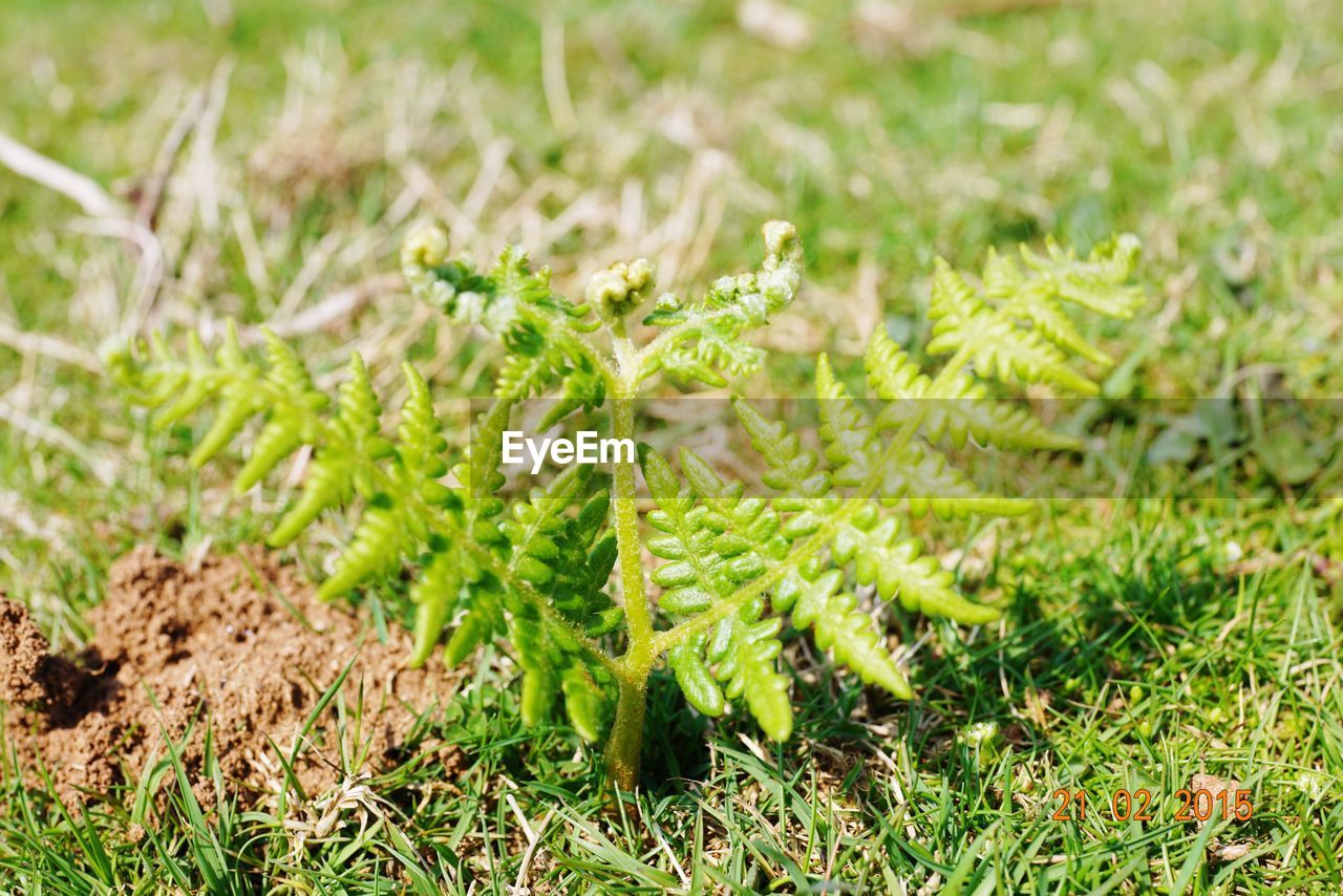 PLANT GROWING ON FIELD