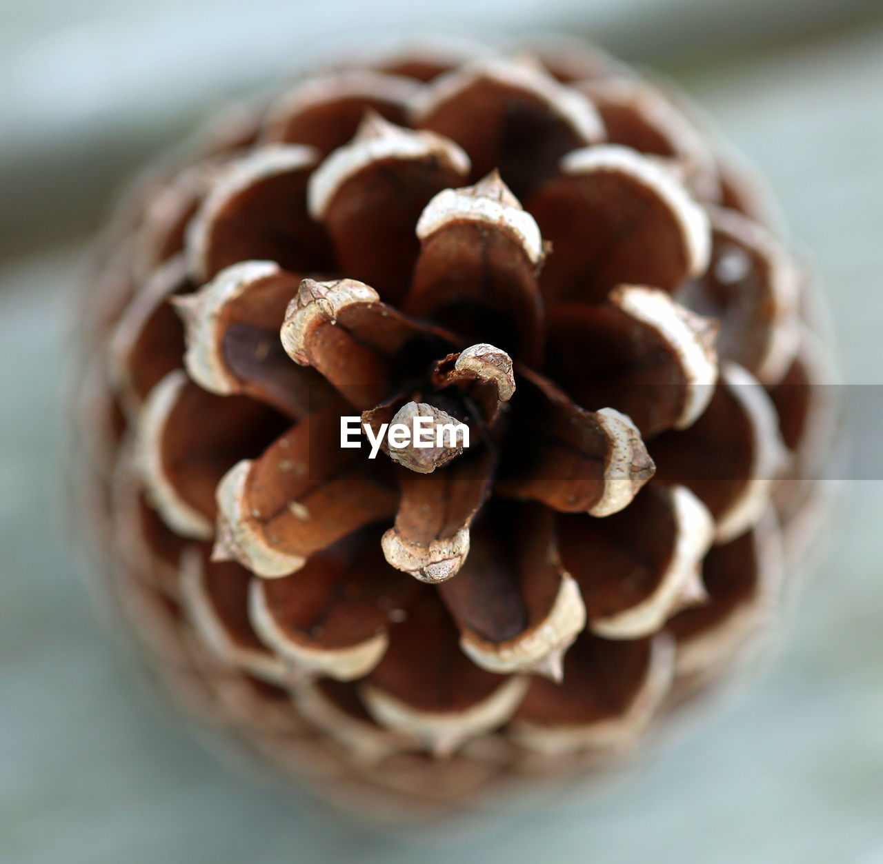 Close-up of an isloated pine cone for christmas decoration