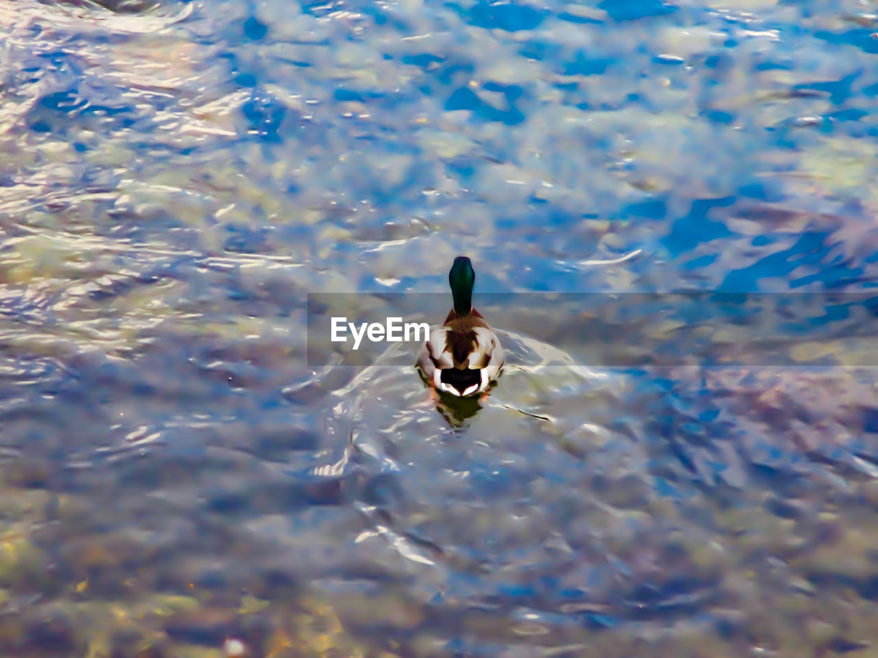 HIGH ANGLE VIEW OF TURTLE IN LAKE