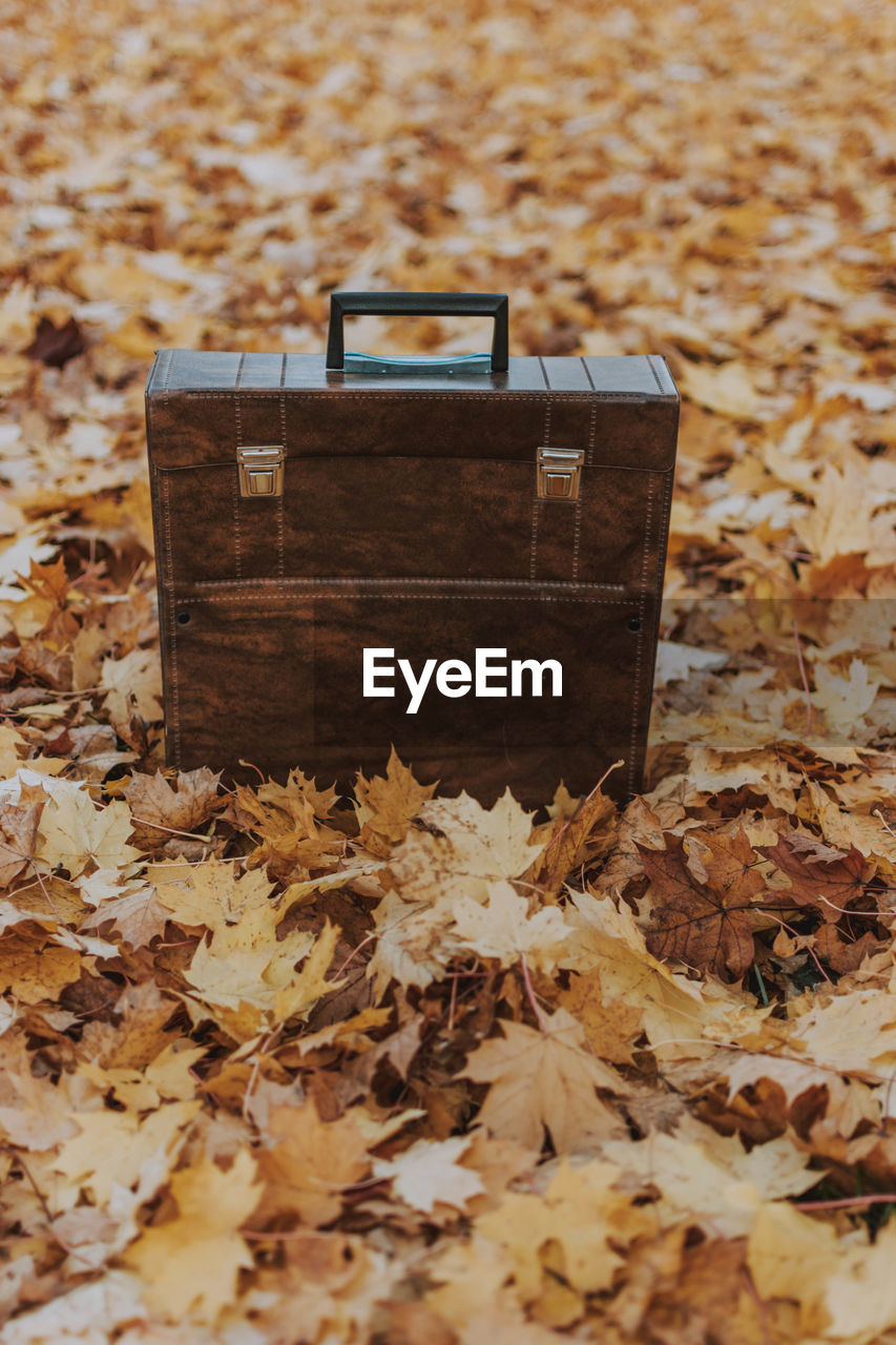 Suitcase on autumn leaves in park