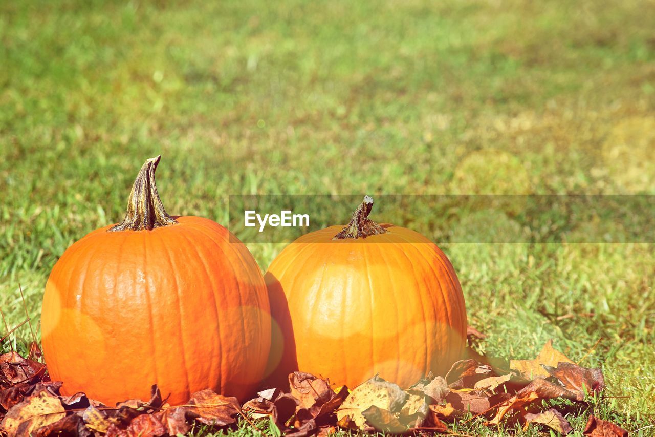 PUMPKINS ON FIELD AGAINST ORANGE SKY