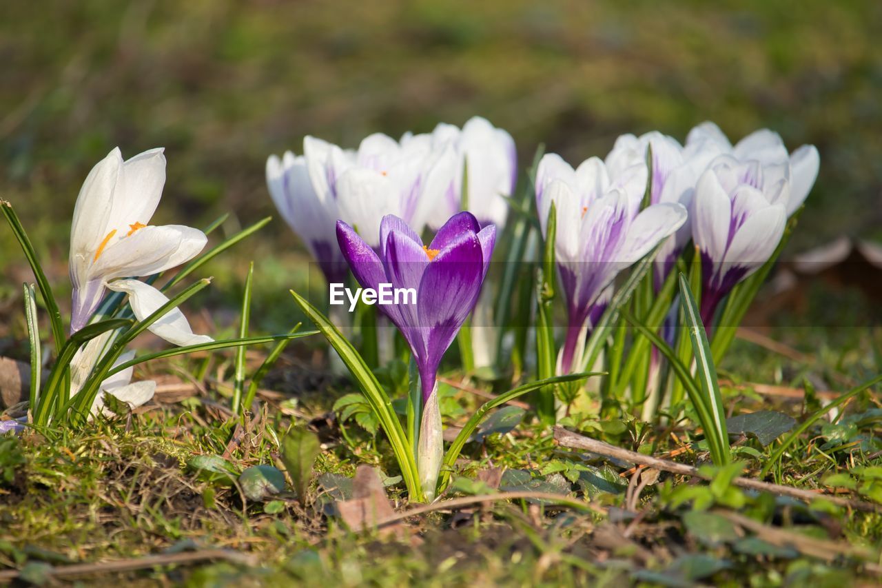 CLOSE-UP OF PURPLE CROCUS FLOWERS GROWING IN FIELD