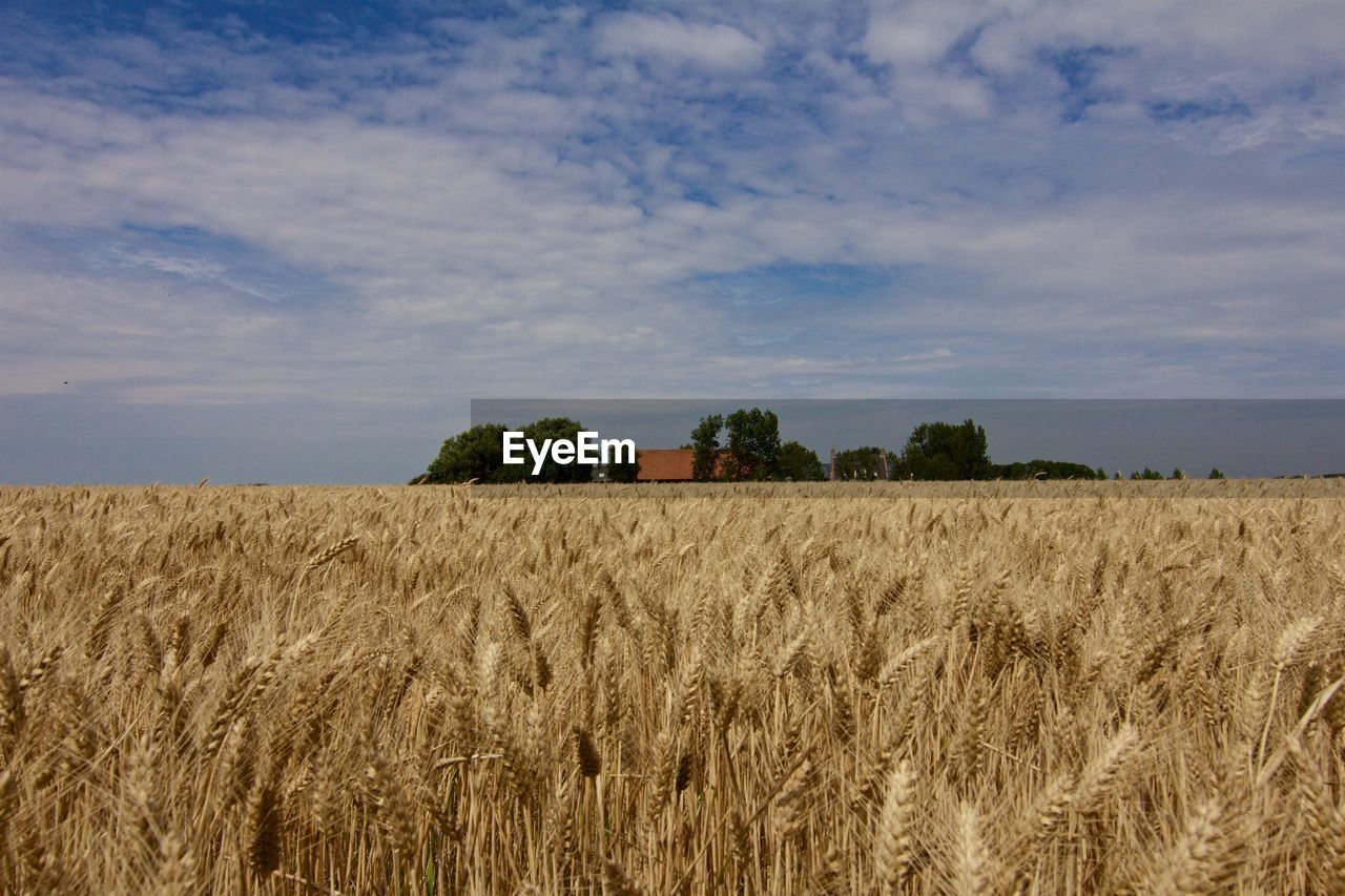 Scenic view of field against cloudy sky