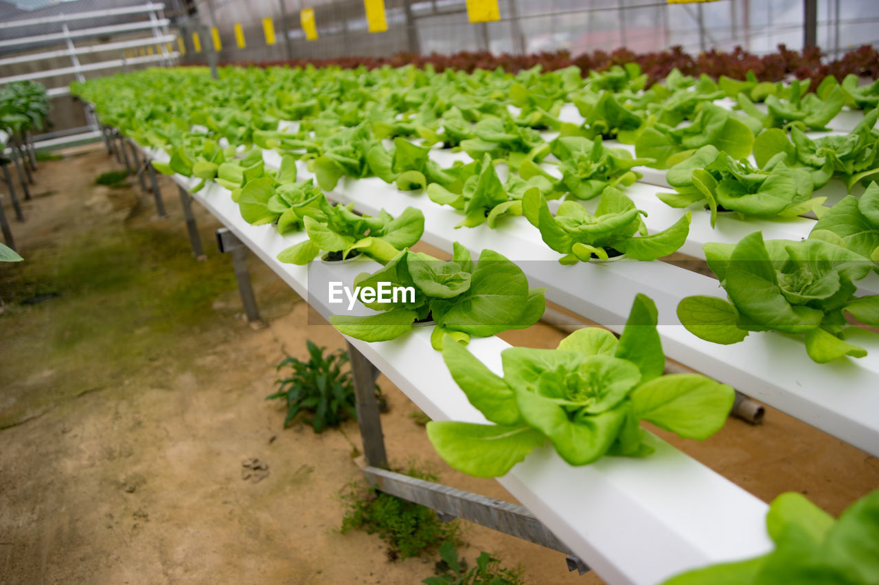 High angle view of plants in greenhouse