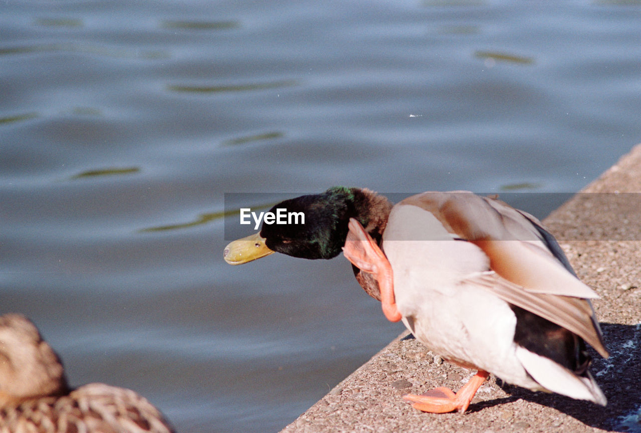 CLOSE-UP OF A DUCK IN THE LAKE