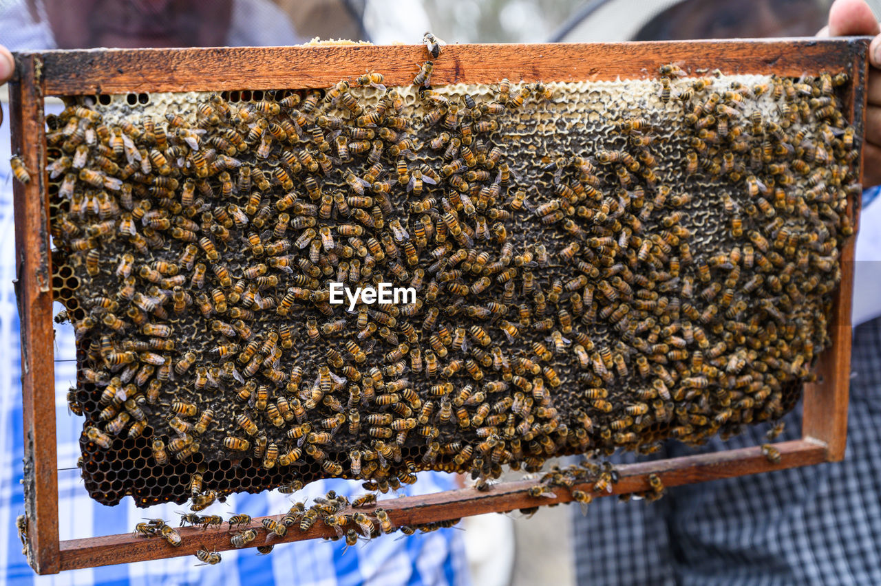 A beekeeper holds a frame with bees. honey production. 