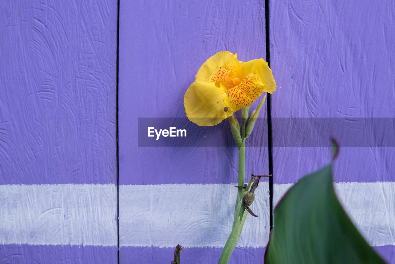 yellow, blue, flower, flowering plant, wood, plant, purple, freshness, petal, close-up, no people, nature, beauty in nature, fragility, macro photography, flower head, wall - building feature, inflorescence, leaf, green, outdoors, growth