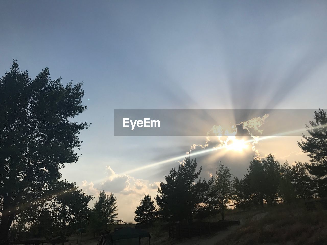 LOW ANGLE VIEW OF TREES AGAINST SKY DURING SUNSET