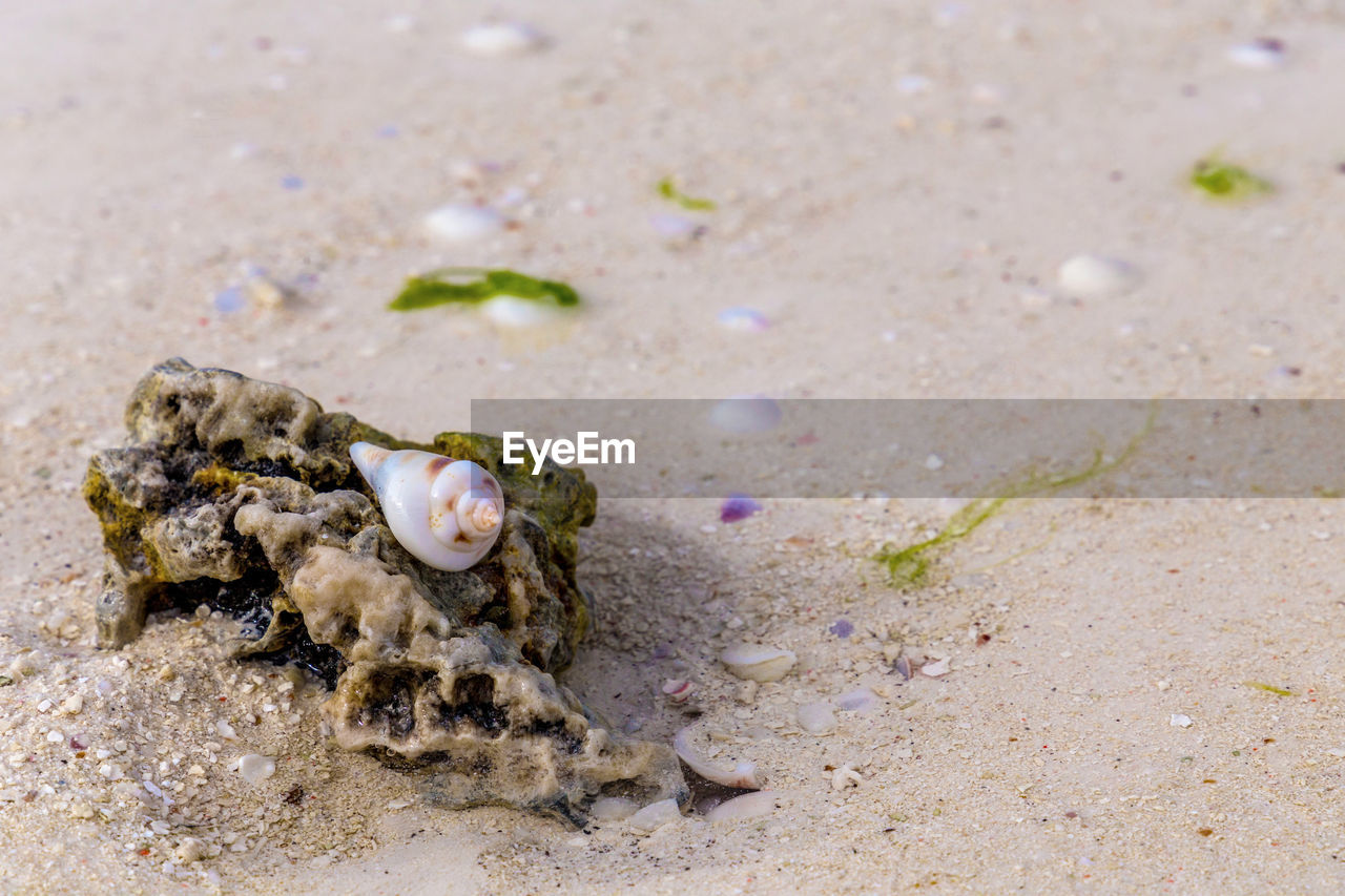 CLOSE-UP OF A TURTLE IN THE BEACH