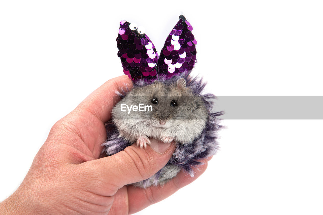 hand, animal, animal themes, holding, mammal, one animal, hamster, pet, domestic animals, white background, one person, cute, studio shot, mouse, cut out, indoors, rodent, young animal, close-up, lap dog, flower, animal wildlife, finger, animal body part, muroidea, celebration, rabbit